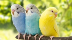 Як визначити вік хвилястого папуга